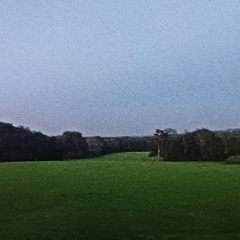 Meadow