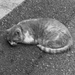 Much wisdom, much sorrow