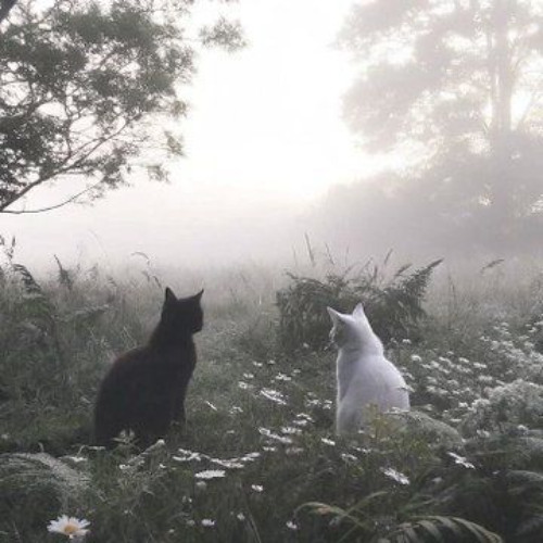 ぽっかんカラー hoodtrap REMIX (prod. kex2bas1k)