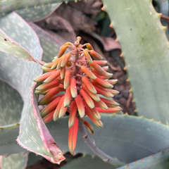 appian - finding moments