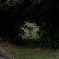 pasadizos y escondites {tercera parte (parte bosque)}