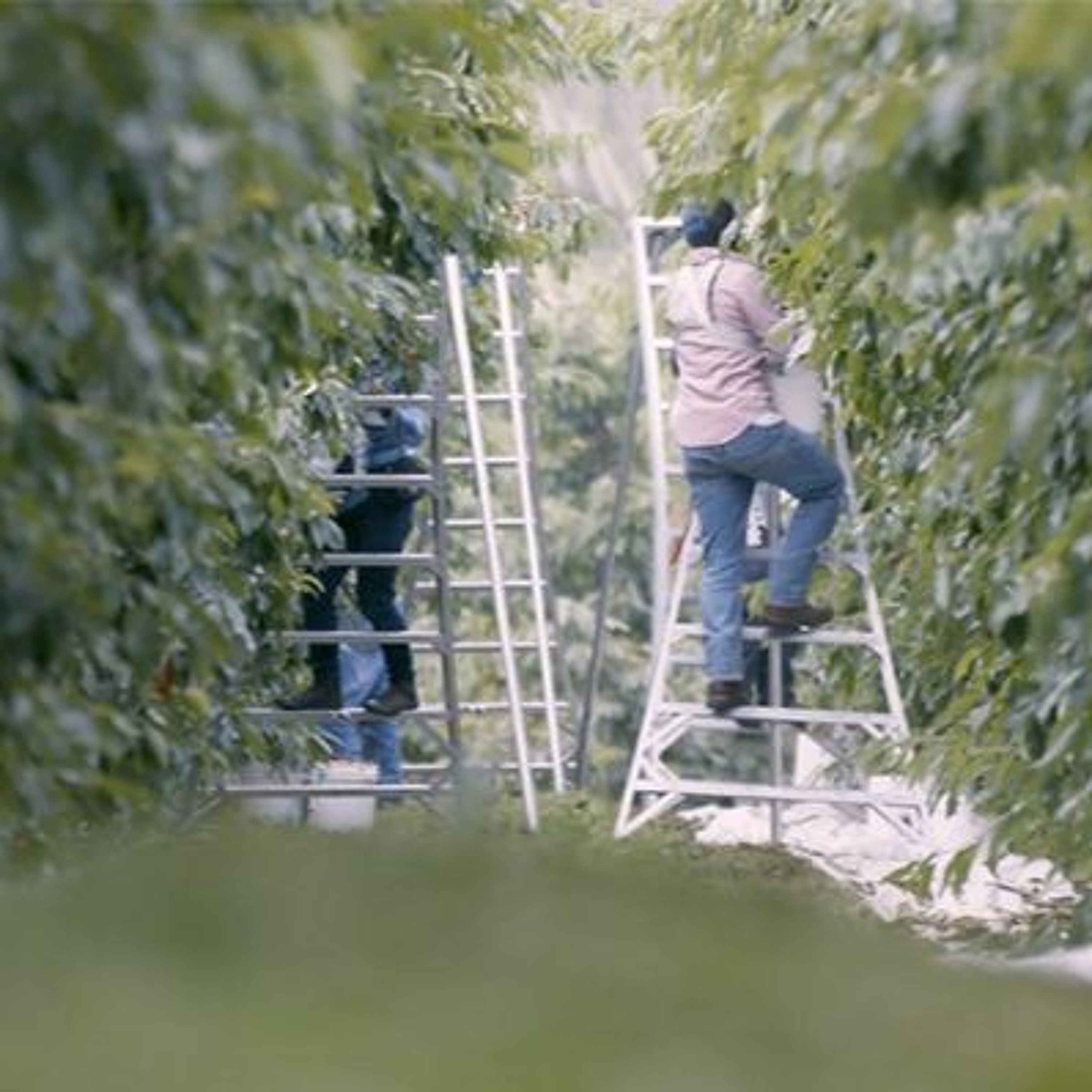 WA state study confirms severity of farm worker shortage