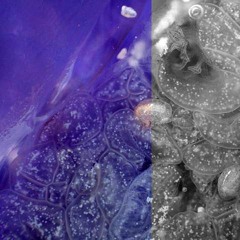 moon jelly descent