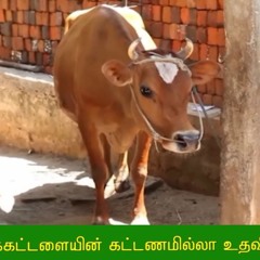 கறவை மாடு தேர்வு முறைகள் | Selection of Cow Breeds
