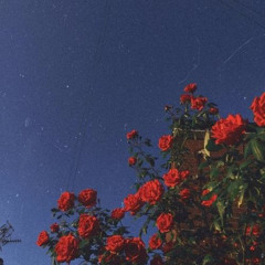 Bông hoa chẳng thuộc về ta — Việt x Deus Tiến Đạt |[Lo-fi ver by Hawys]