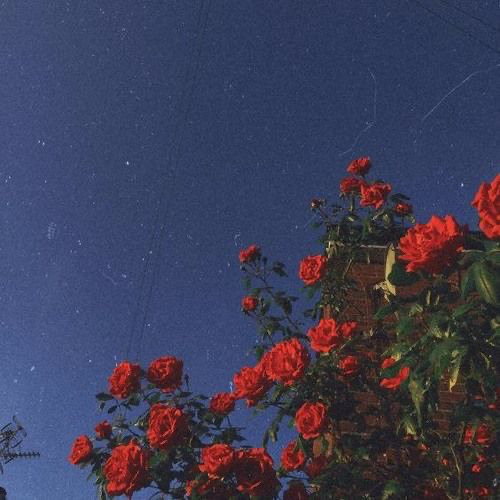 Bông hoa chẳng thuộc về ta — Việt x Deus Tiến Đạt |[Lo-fi ver by Hawys]