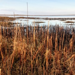 Tacumshin Sunrise: Big Surf & Winter Waterbirds