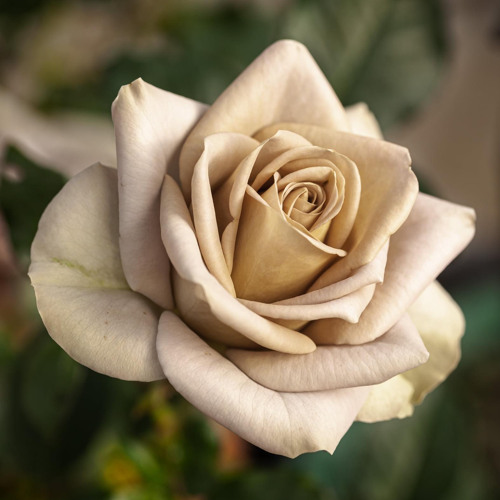 Stream Episode 安蘭老師談獅子月亮by 安蘭podcast Listen Online For Free On Soundcloud