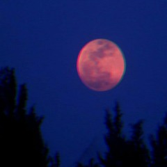 ＢＬＯＯＤ ＭＯＯＮ