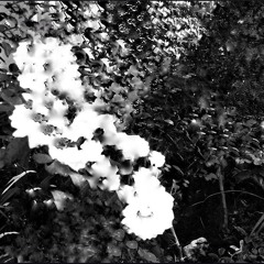 experimental