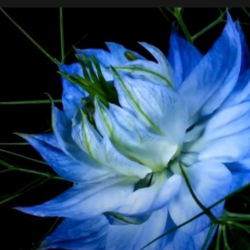CMYK ( BLOOM MIX )