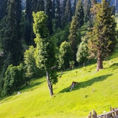 Mein Mareez e Ladawa Hon .mp3