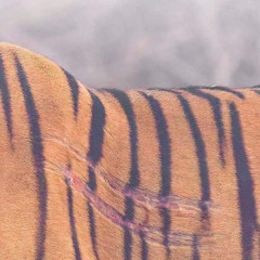 como un g (prod. @pirqocets)