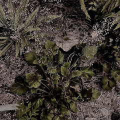 Alumroot