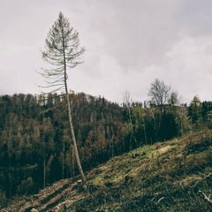 Deforestation (2019) Anthology CD1 Track 12