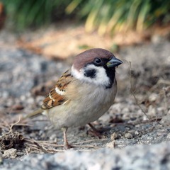 Something Foul - 05 - 2poreforeModular