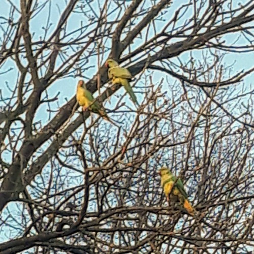 The Parakeets of Nunhead Cemetery