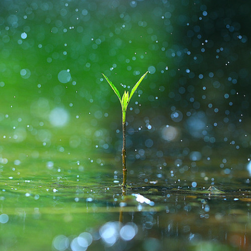 BLAIKIE PETRICHOR MAY 2025