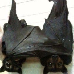 i dont fw hoes who do psychedelics coz dey be out of control