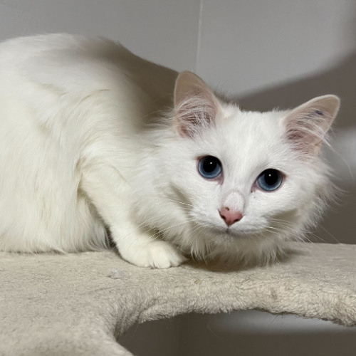 Stream Körbchen gesucht vom 11.02.2026 - Katze Fine by Antenne Bad Kreuznach
