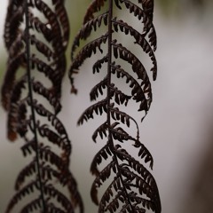 End of rains ( naviarhaiku428 )