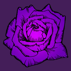 Purple roses