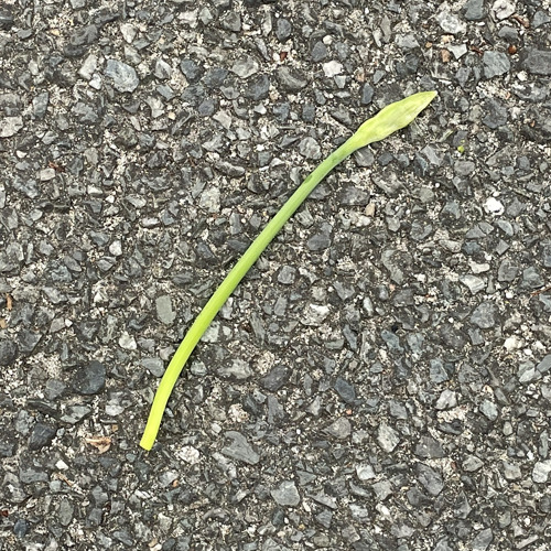 ぢごぢご