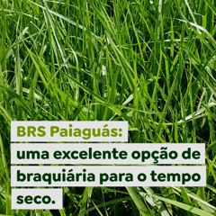 BRS Paiaguás: uma excelente opção de braquiária para o tempo seco