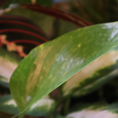 I've Seen It All Before