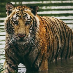 Préservation des espèces_Vivre avec les lions en Namibie_Corridors sauvages_BO