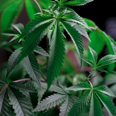 PNDRN - Zaza ( Lyrics )