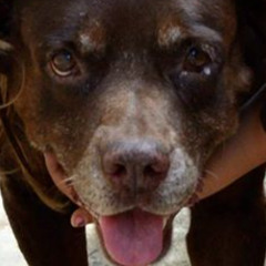 só quero meu cachorro