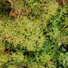 seeds of your souls cosmic garden