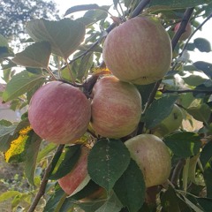 3. Streuobstmesse In Oppburg
