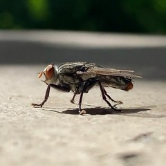 Hey There Mr Fly