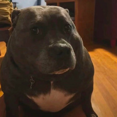 canada goose fun voice