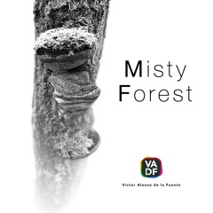 Misty Forest