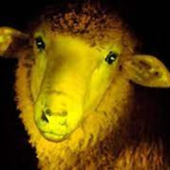 fluoreszierende nachtgestalten