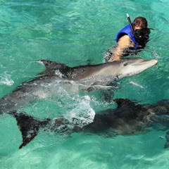 Review Special Price Private Island Dolphin Swim From Nassau