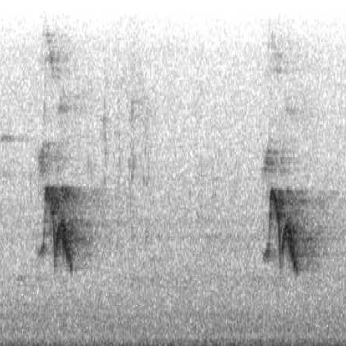 sparrow call synth & chimes