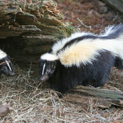 Skunk