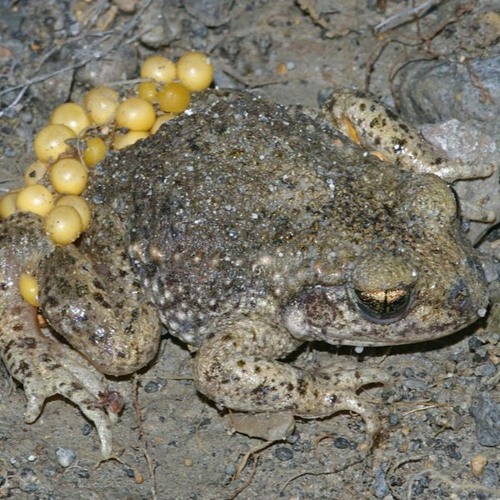 alytes obstetricans in Angers, France, Thomas' garden