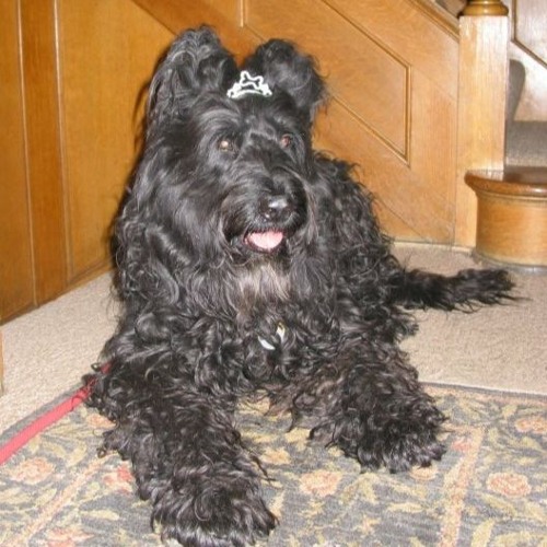 Por Una Cabeza (Carlos Gardel)