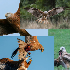 bird of prey (lyrics in desc.)