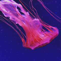Waves 1.1. Underwater Meditation - 13-minute ambient music for overcoming fear and anxiety
