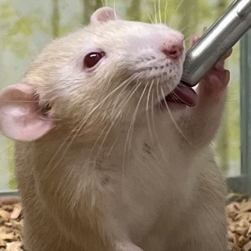 inget stoppar oss just like heaven