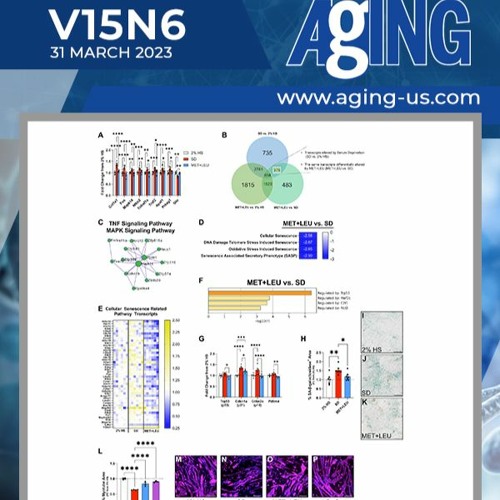 Metformin & Leucine Prevent Cellular Senescence & Proteostasis Disruption