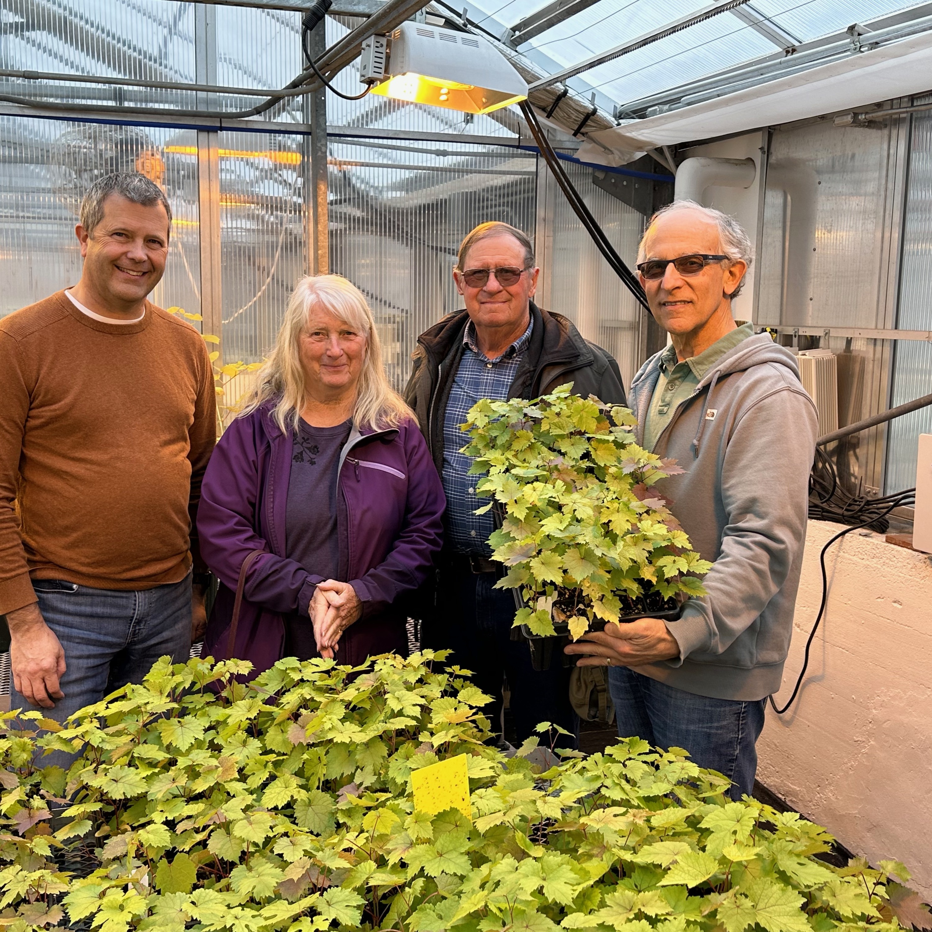 Aravelle: the extension story behind Cornell's newest grape variety
