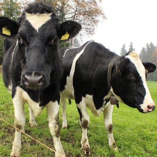 a song about awareness and paranoia