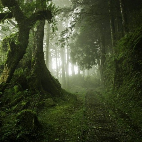 Tekmonk-E @ Tranquil Valley: Winter Sessions - Forest Psy (148-155bpm)